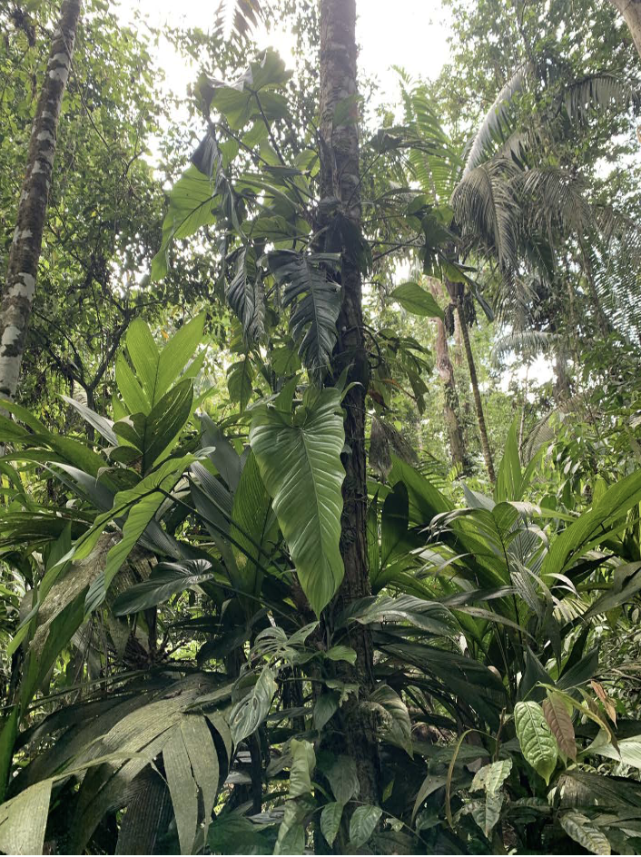 A tropical tree.