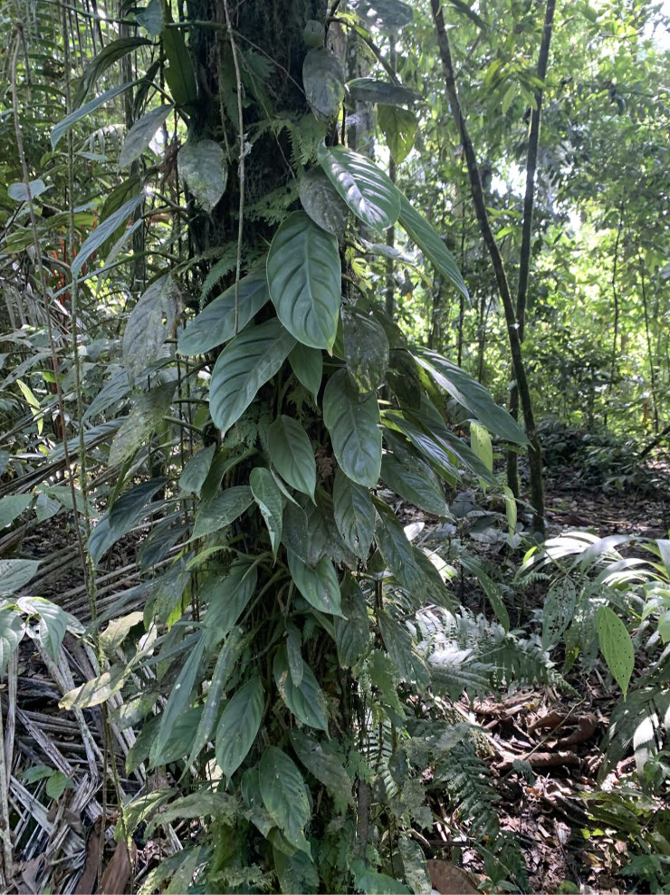 A tropical tree with leaves on its trunk.