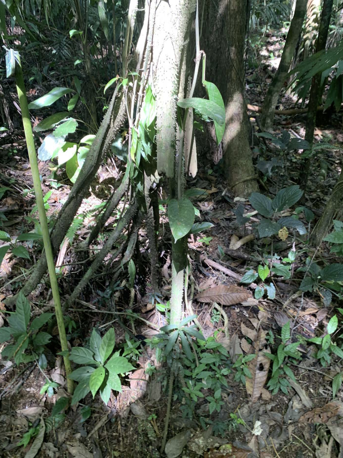 Stilt roots on a tropical tree.