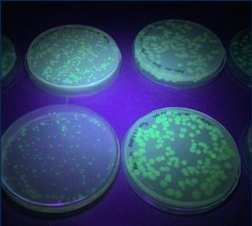 Trays of microorganisms under fluorescent light.