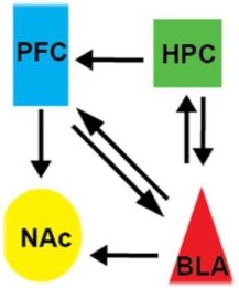 PCF points to NAc and BLA. BLA points to NAc, PFC, and HPC. HPC points to BLA and PFC.
