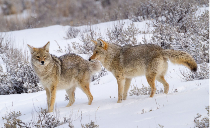 Two coyotes in the snow.
