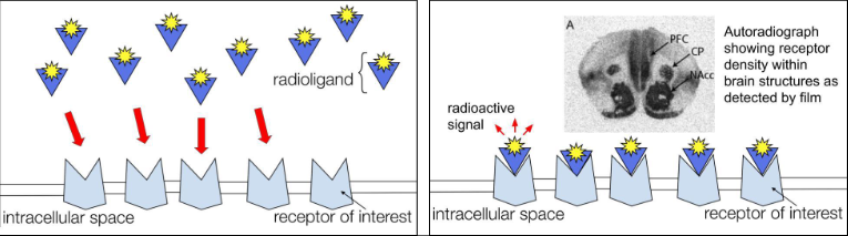 Radioligands attach to receptors of interest in intracellular space. After attaching, the radioligand emits a radioactive signal. A small photograph is included of an autoradiograph showing receptor density (PFC, CP, NAcc) within brain structures as detected by film.