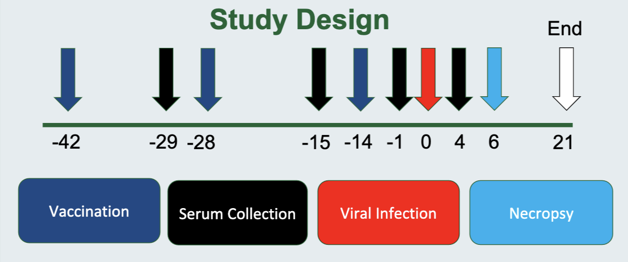 A chart labeled "Study Design" with Arrows pointing to a line labeled with numbers indicating the effectiveness of a vaccine.  