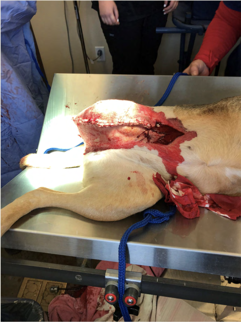 An animal with it's backend cut open on an operation table. 