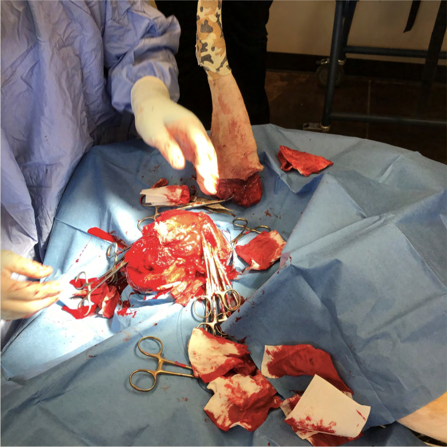 A veterinarian removing an animal's back leg during an operation. 