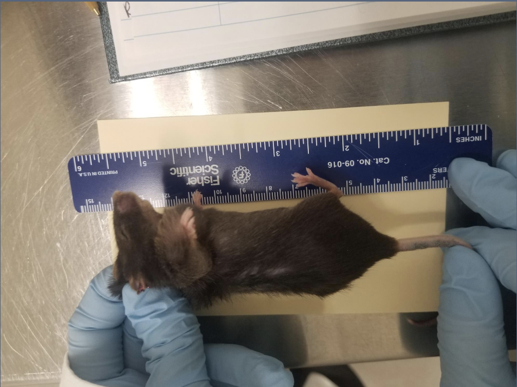 A mouse being measured for length.