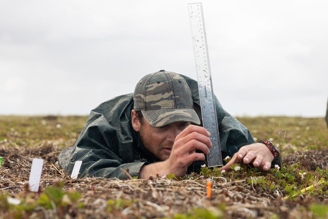 researcher lying prone and measuring vegetation in the alaskan tundra