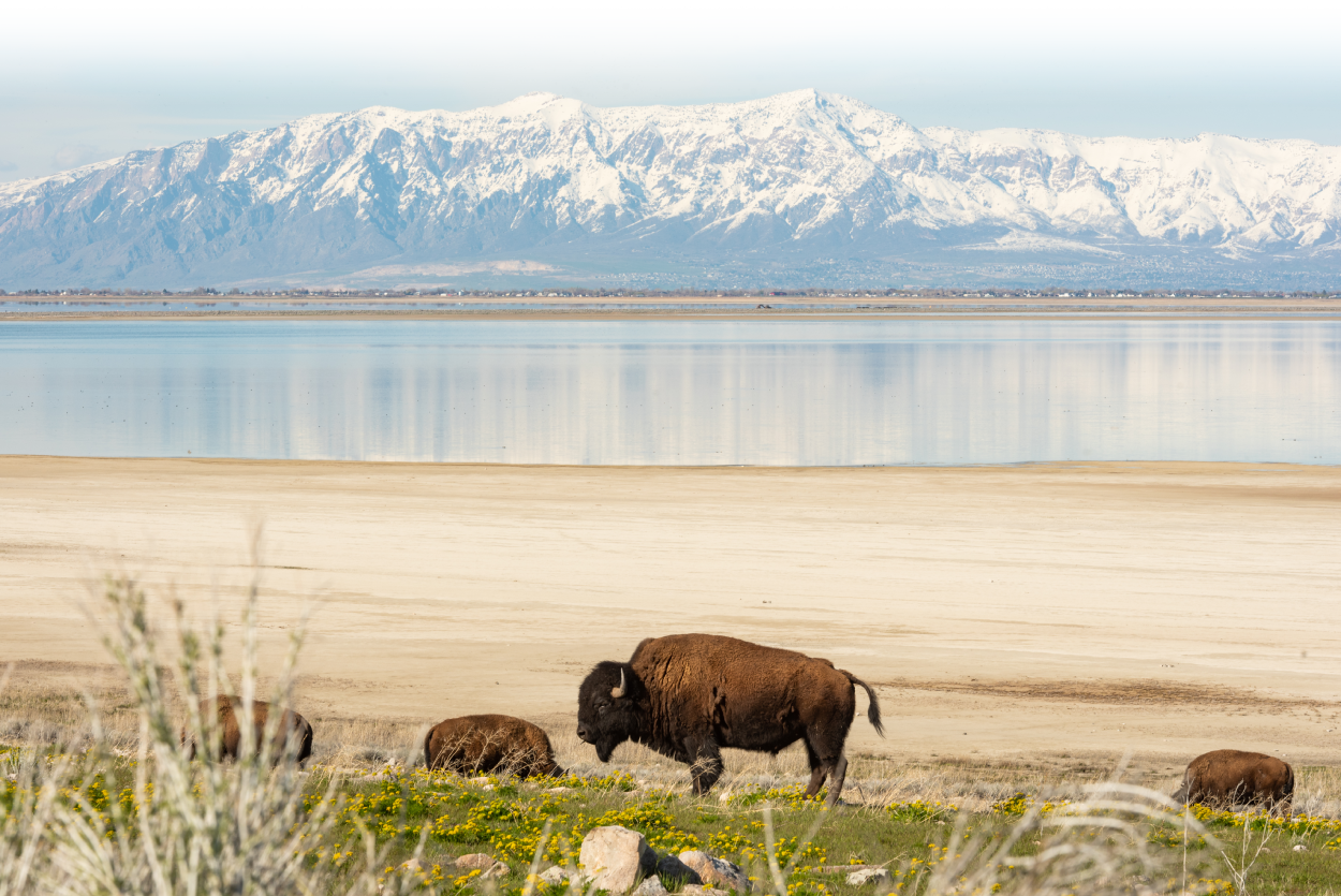 Bison grazing on Antelope Island along the banks of the Great Salt Lake with snow-capped mountains in the distance.
