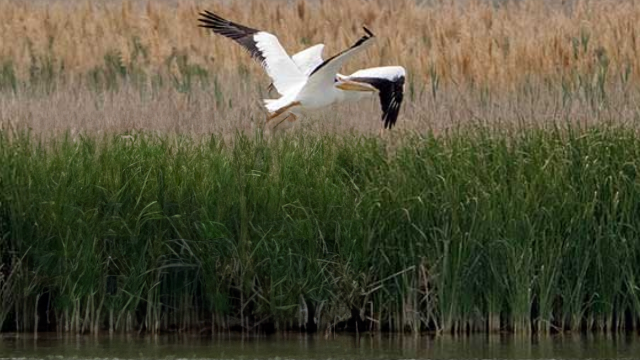 Bird flying over marshland