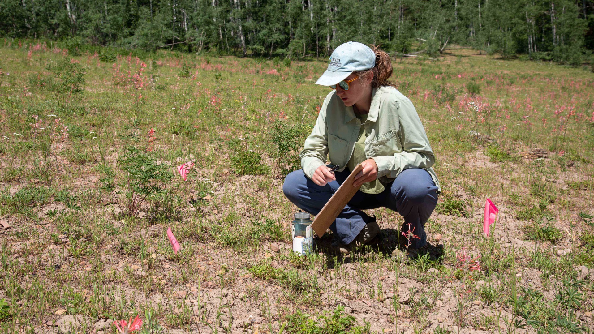 USU Biology and Ecology Center doctoral student Emily Burgess surveys a plot at USU's T.W. Daniel Experimental Forest