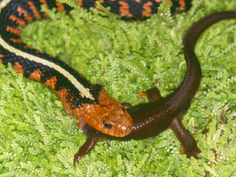 A snake eating a newt