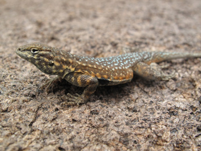 A side-splotched lizard