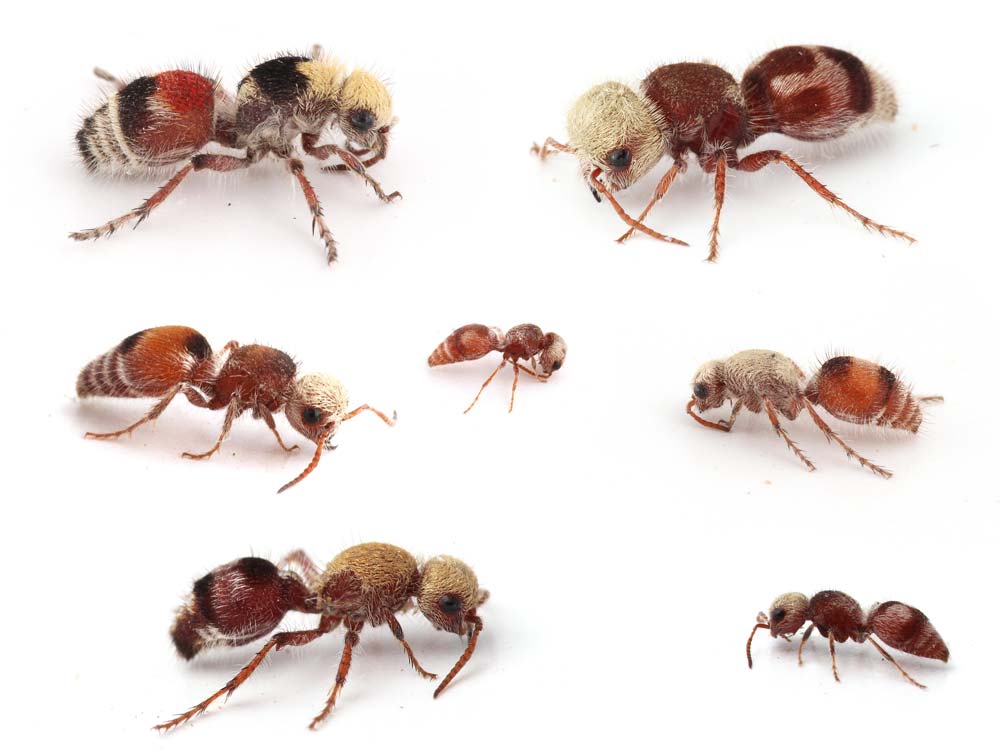 An assortment of ants