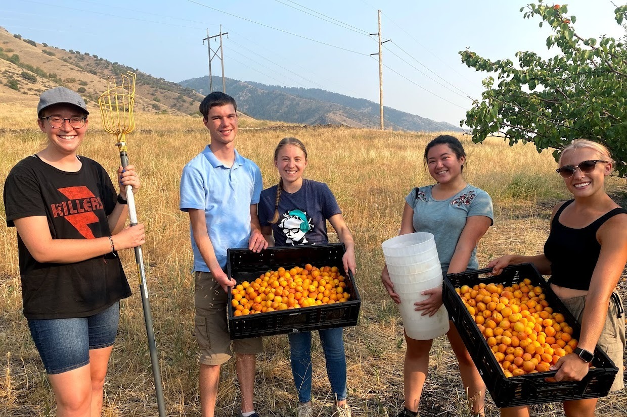 Volunteers with apricots