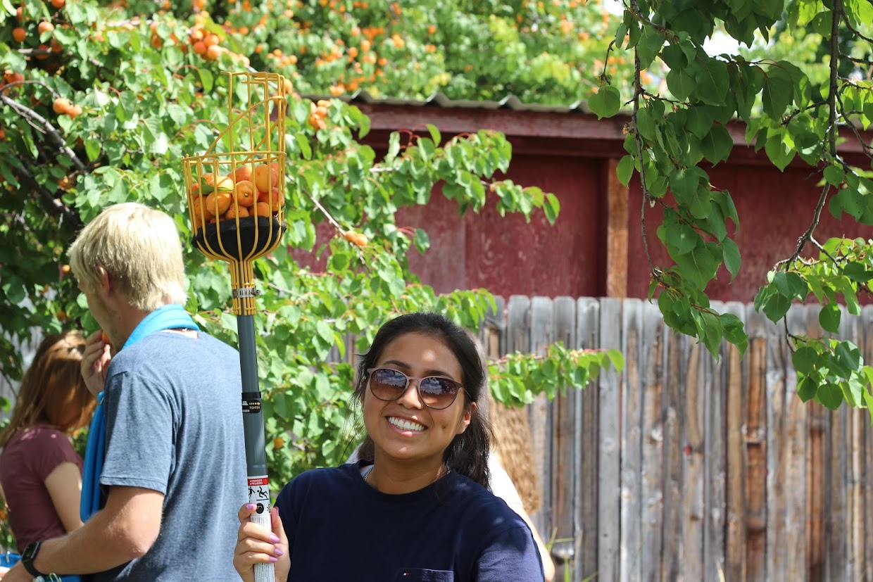 Volunteer with fruit picker