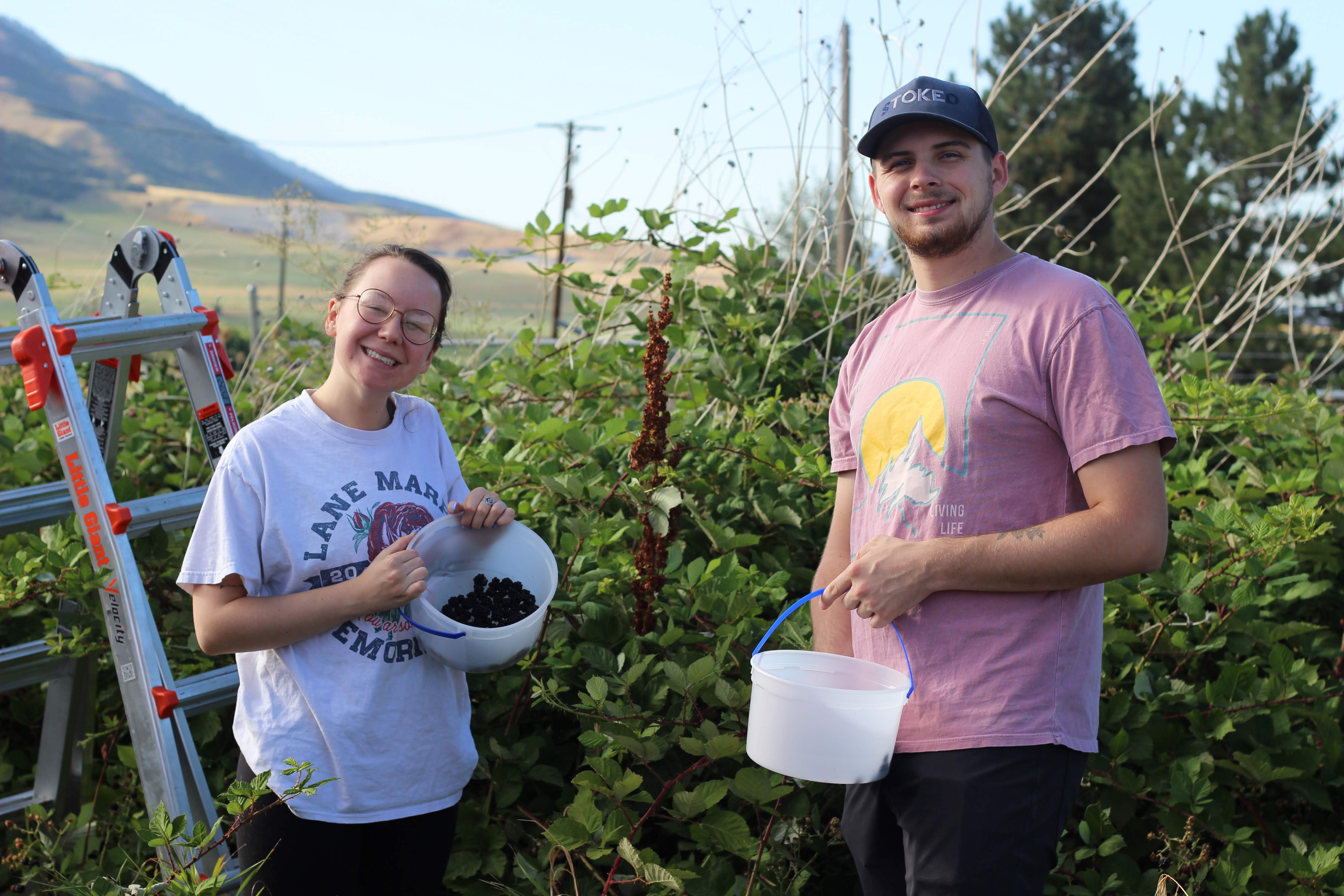 Volunteers picking blackberries