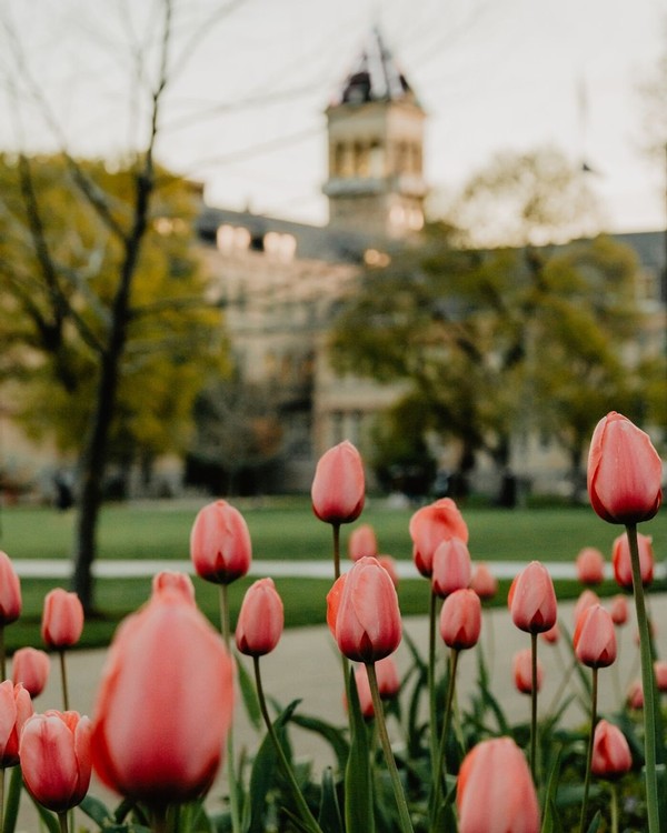 Flowers bloom in front of Old Main