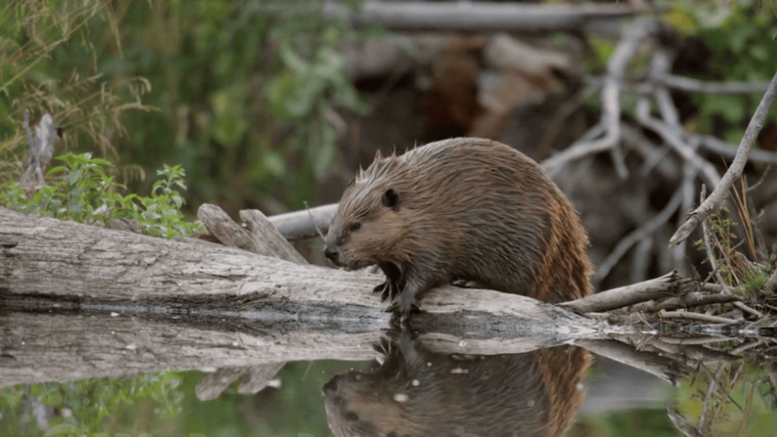 A beaver on a stream.